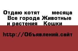Отдаю котят. 1,5 месяца - Все города Животные и растения » Кошки   